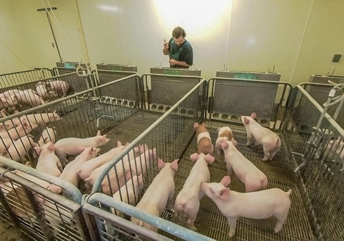 Swine Facility picture