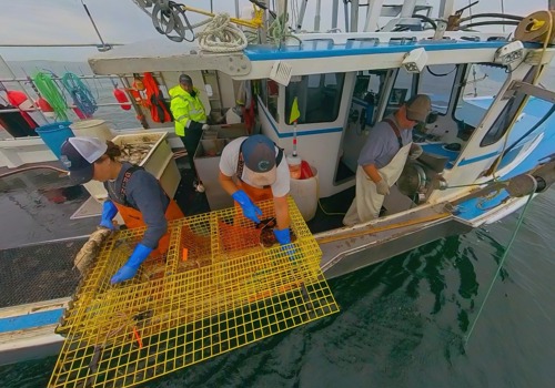 Commercial Lobster Fishing picture